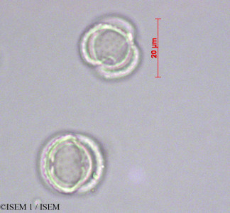 ISEM 1/Ophryosporus_peruvianus_28078/Ophryosporus_peruvianus_28078_0001(copy)_thumb.jpg